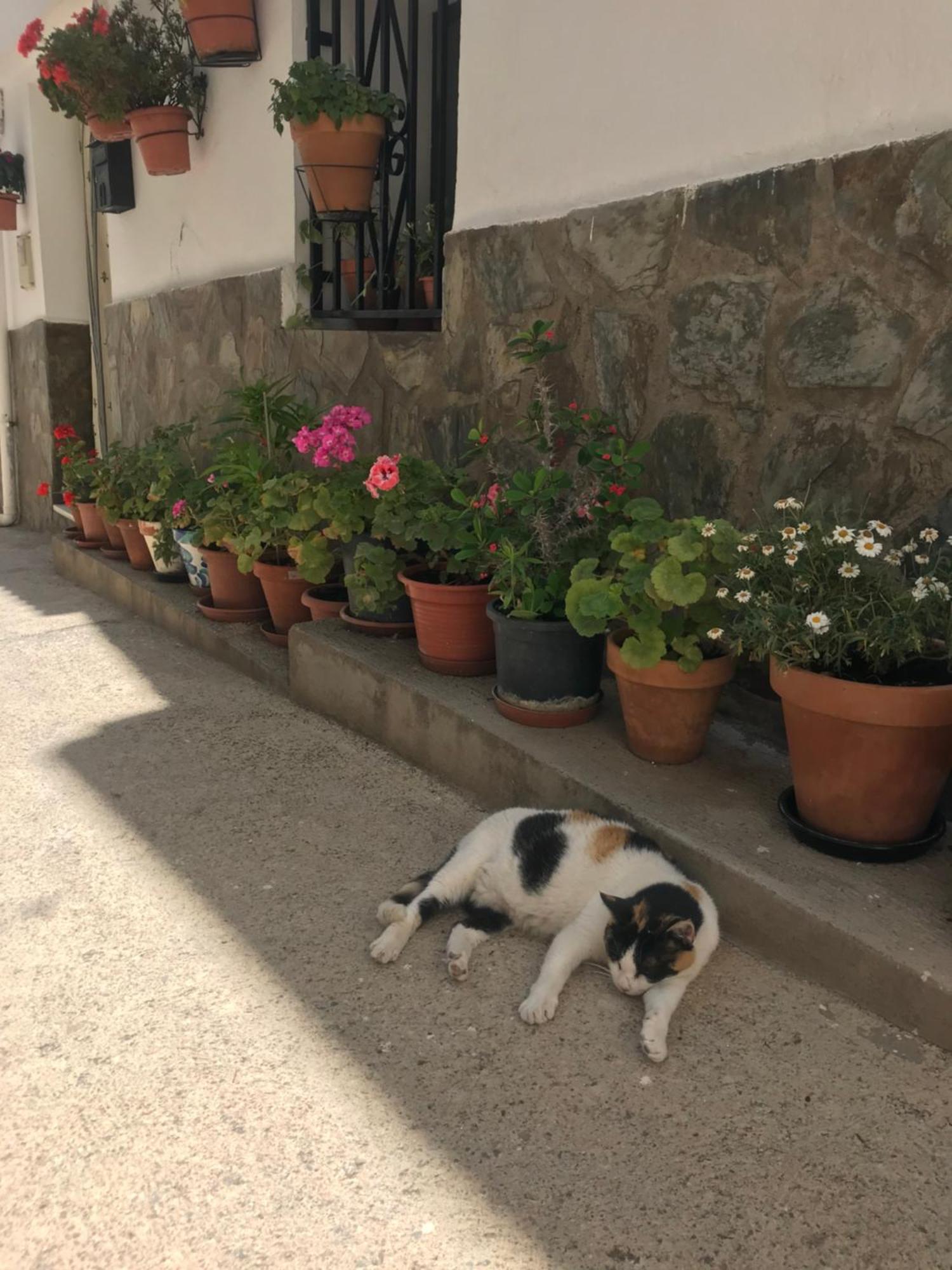 Casa Amigos Sorvilan- La Palmera エクステリア 写真